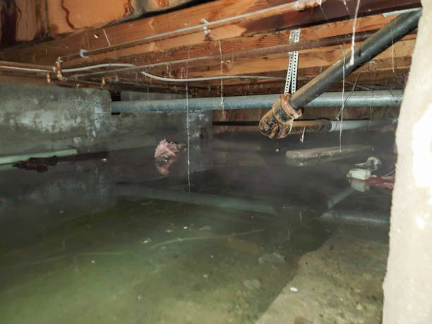 Professional Water damage restoration in Citrus City, TX