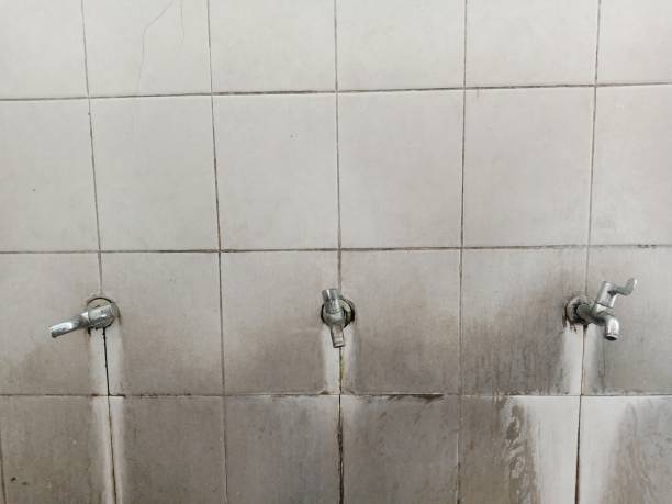 Best Mold removal after water damage  in Citrus City, TX